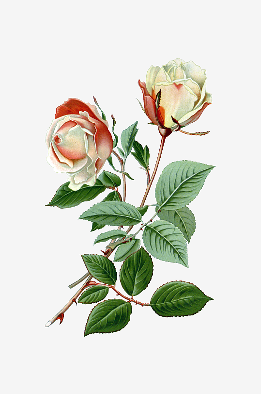 唯美水彩花卉Png图片-众图网