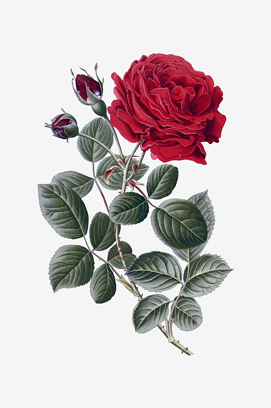 唯美水彩花卉Png图片-众图网