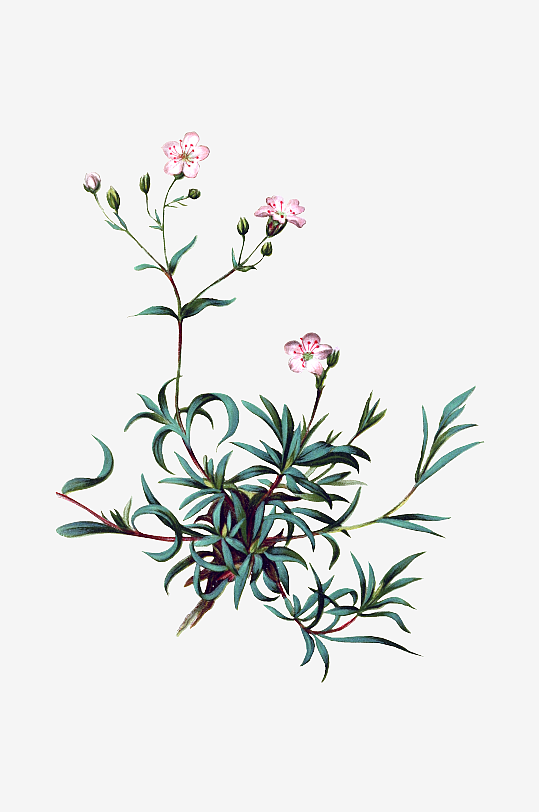 唯美水彩花卉Png图片-众图网