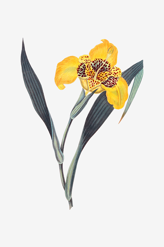 唯美水彩花卉Png图片-众图网