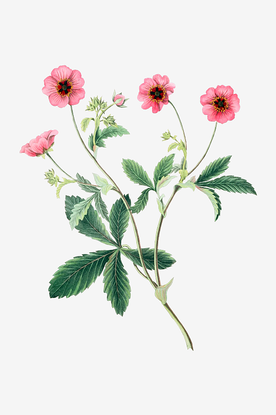 唯美水彩花卉Png图片-众图网