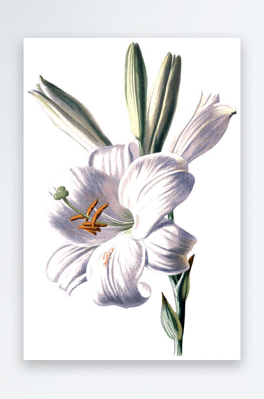 水彩花卉Png图片-众图网