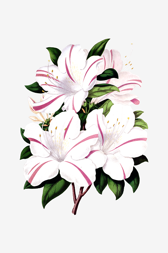 水彩花卉Png图片-众图网