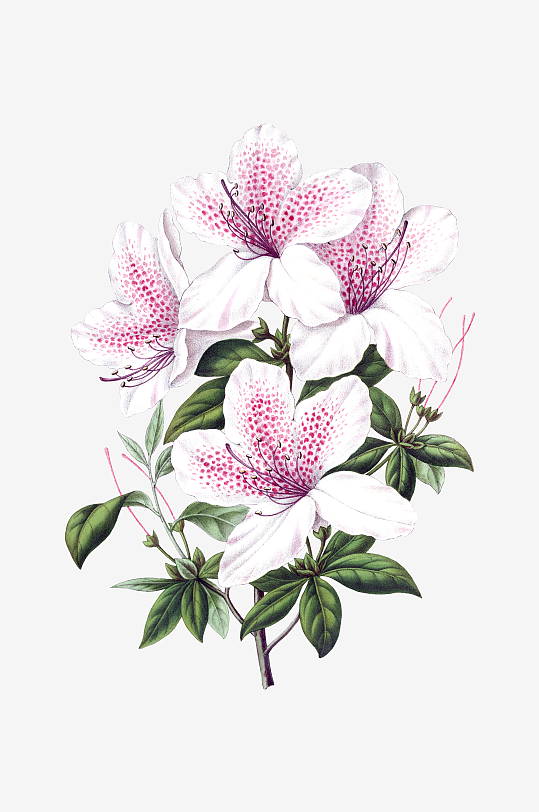 水彩花卉Png图片-众图网