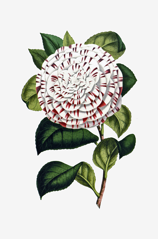 水彩花卉Png图片-众图网