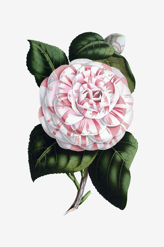 水彩花卉Png图片-众图网