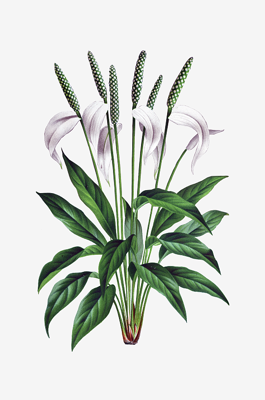 水彩花卉Png图片-众图网