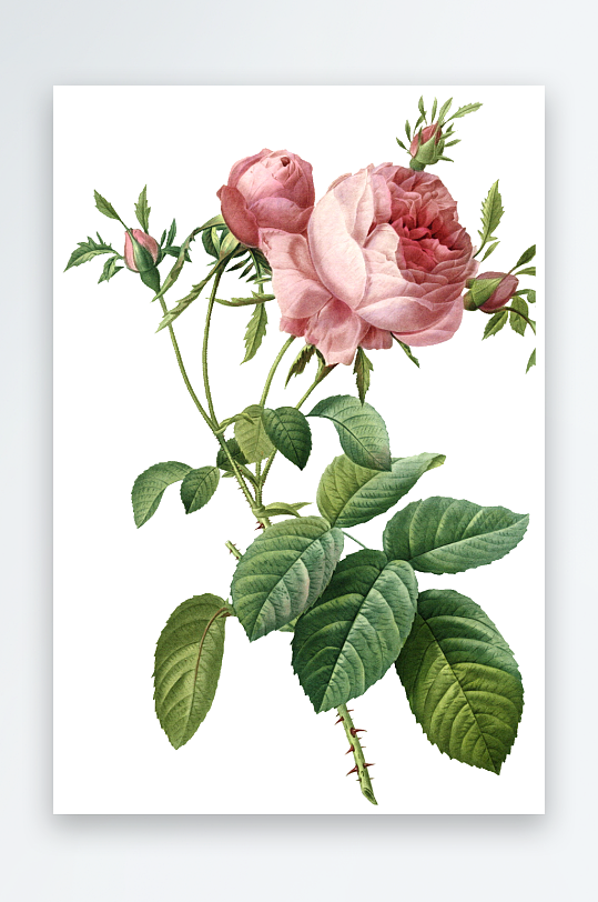 水彩花卉Png图片-众图网