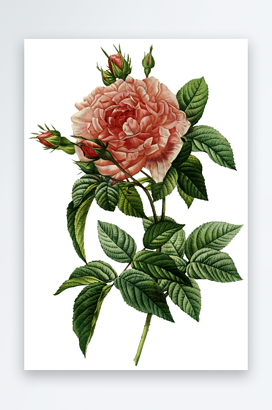 水彩花卉Png图片-众图网