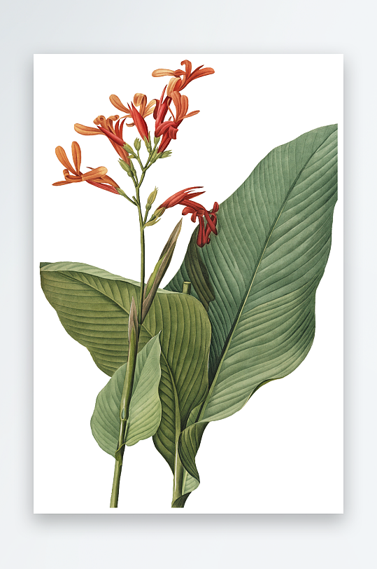 水彩花卉Png图片-众图网