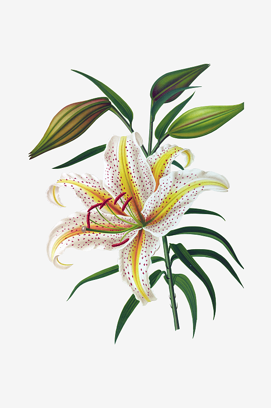 水彩花卉Png图片-众图网