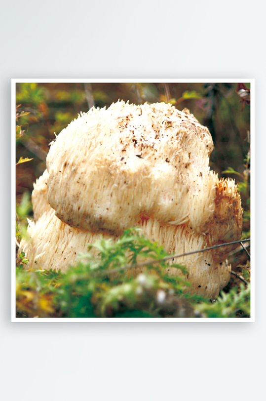 火锅菌类配菜图片-众图网