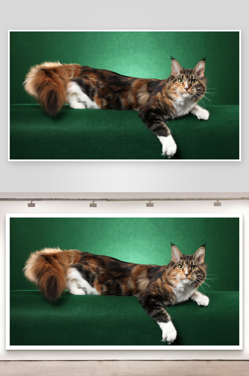 一只三色猫趴在绿色背景上素材