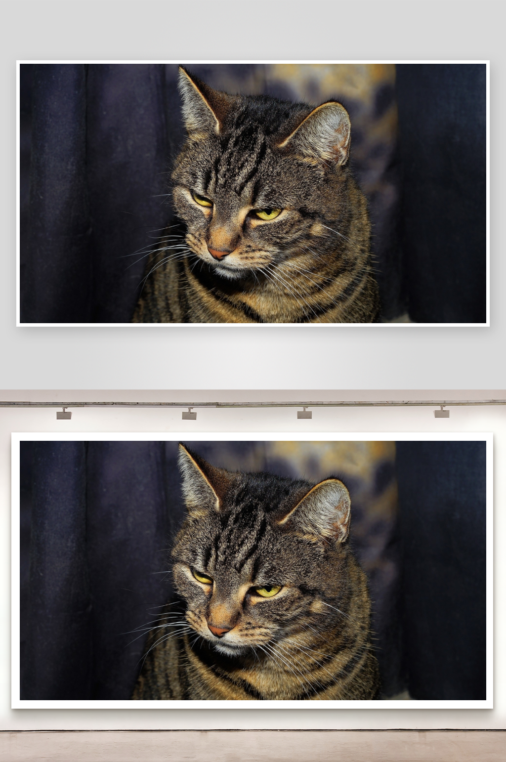 一只条纹猫的特写素材