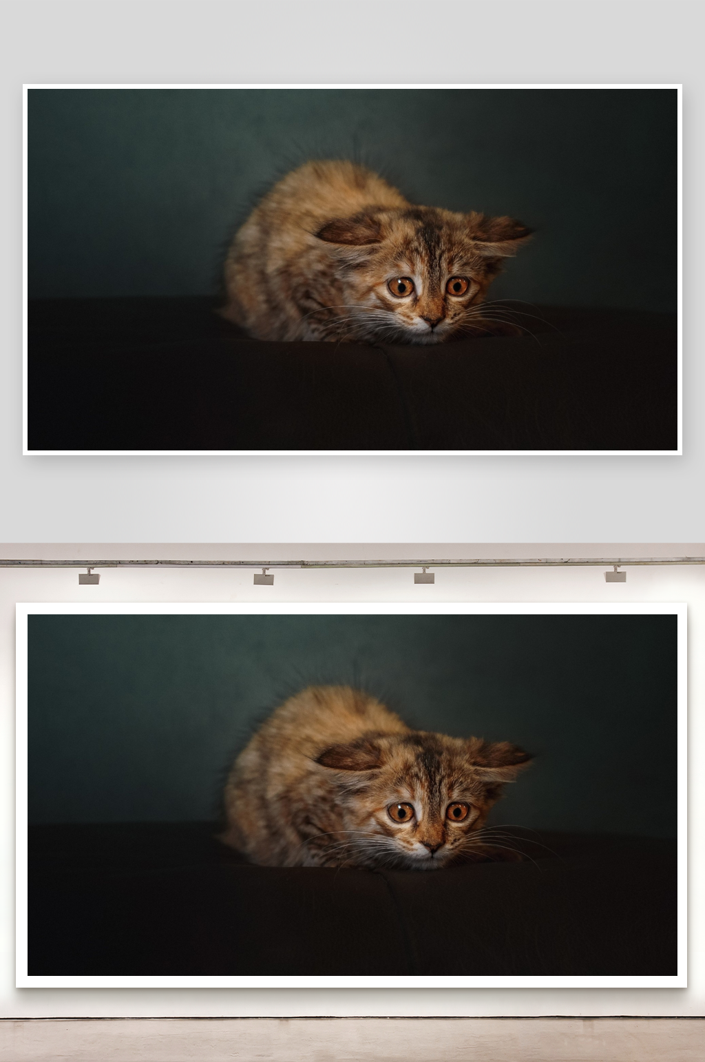 一只棕色猫咪静卧凝视素材