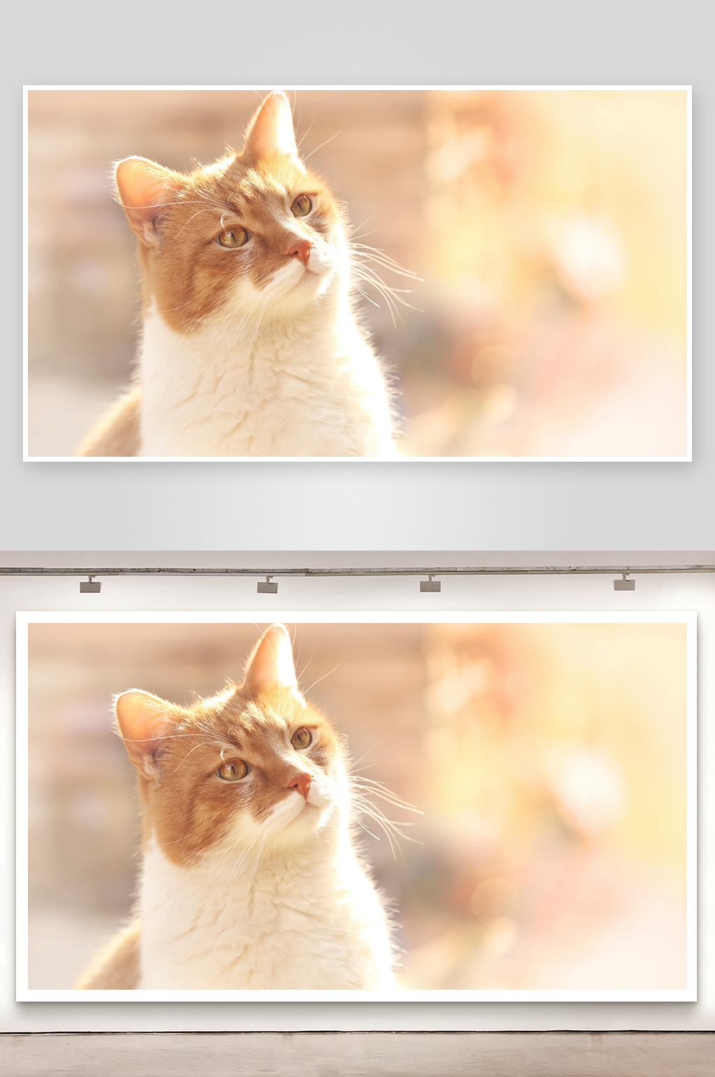 一只橙白相间的猫咪仰望素材