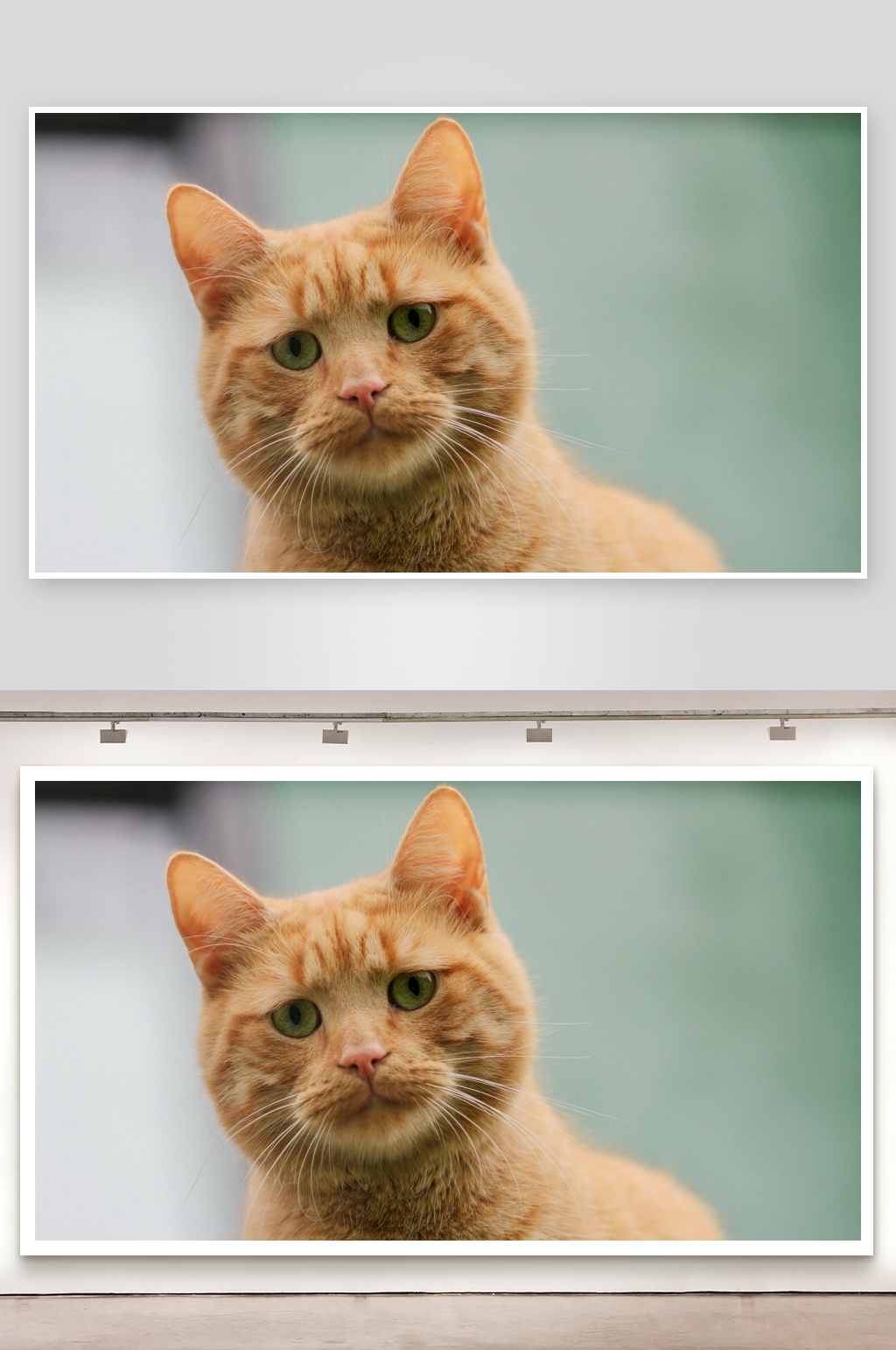 一只橙色猫咪的特写素材