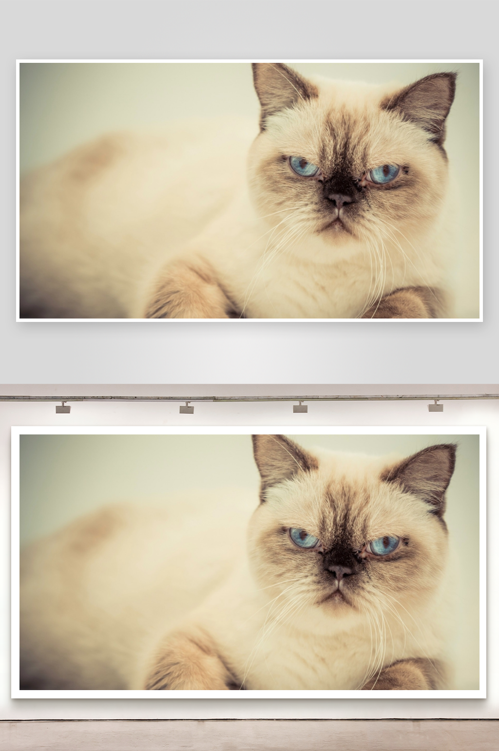 一只蓝眼暹罗猫的特写素材