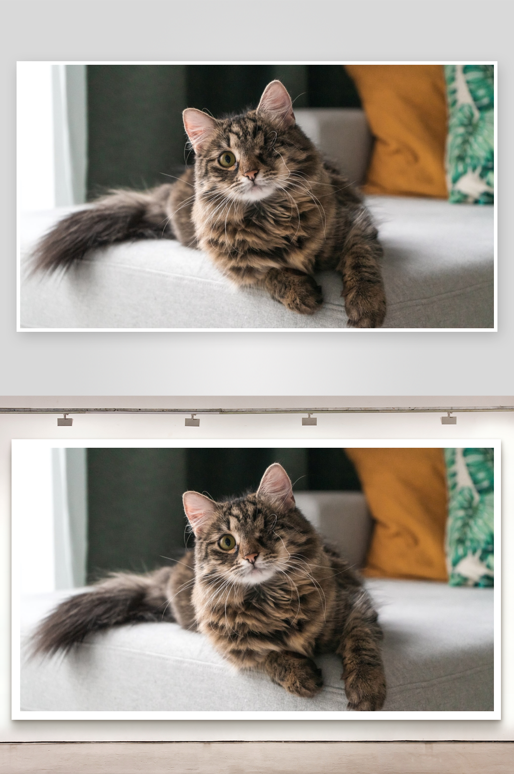 一只虎斑猫趴在沙发上素材