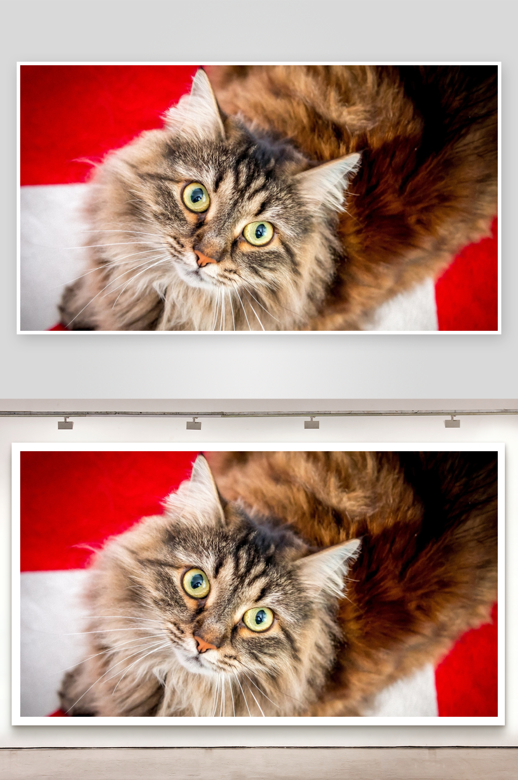 一只长毛猫的特写素材