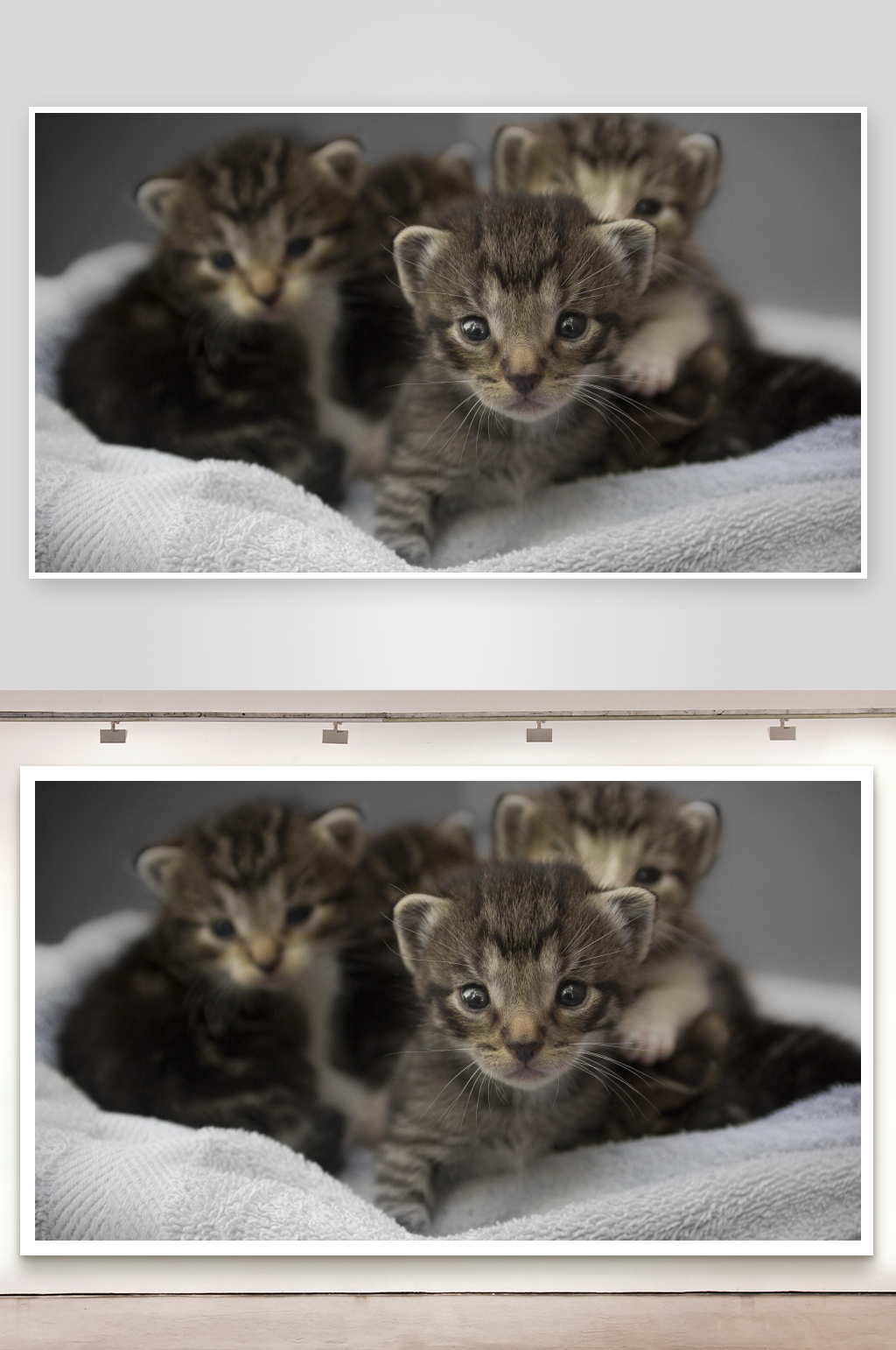 三只小猫依偎在毯子上素材