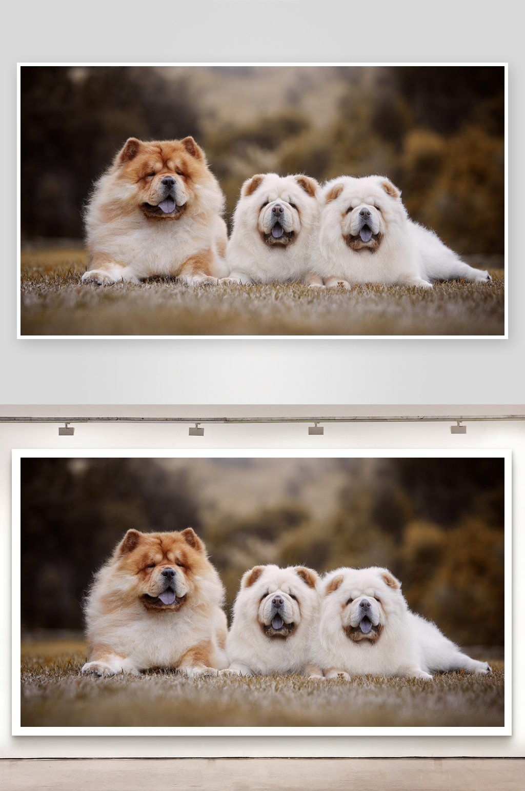 三只松狮犬草地休憩素材