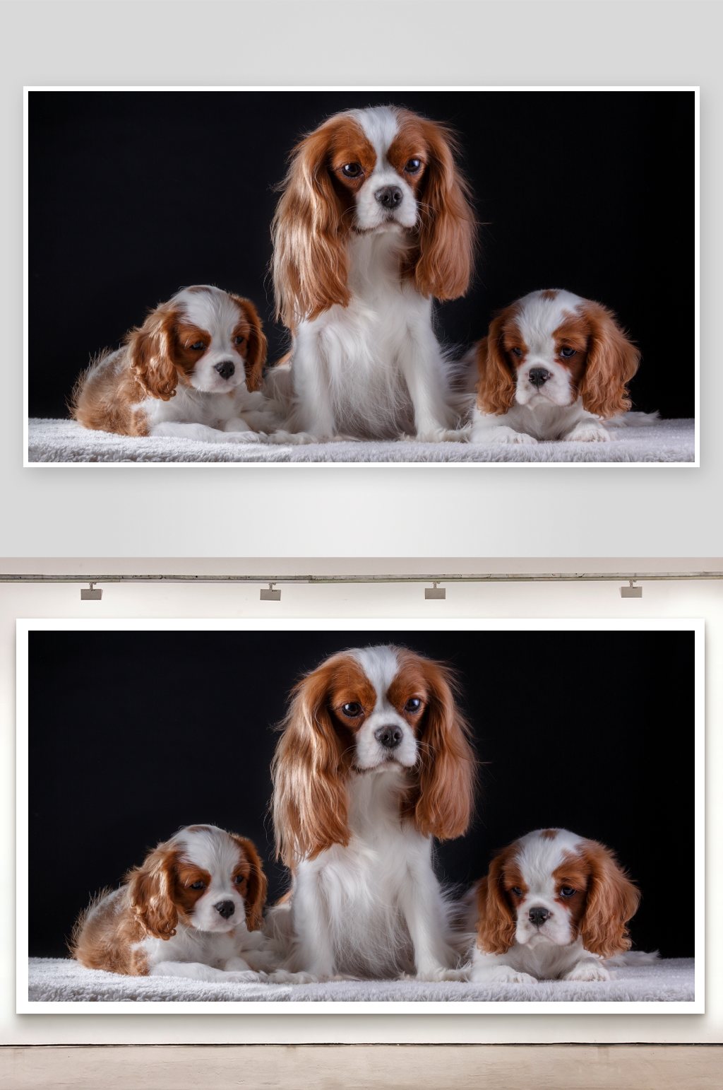 三只查理士王小猎犬合影素材