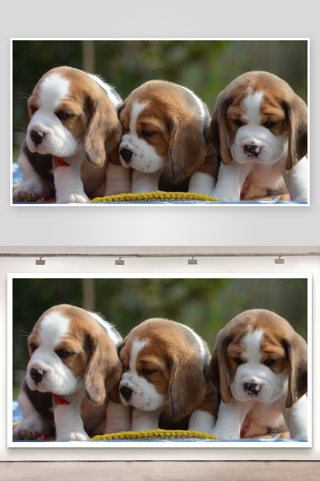 三只比格犬幼崽并排趴卧素材