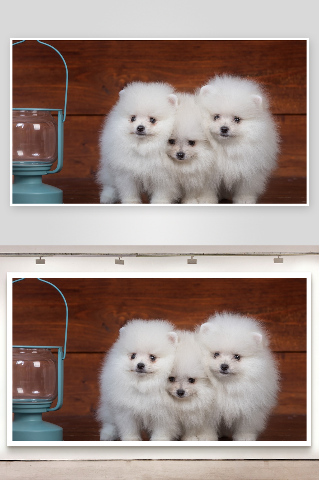 三只白色博美幼犬合影素材