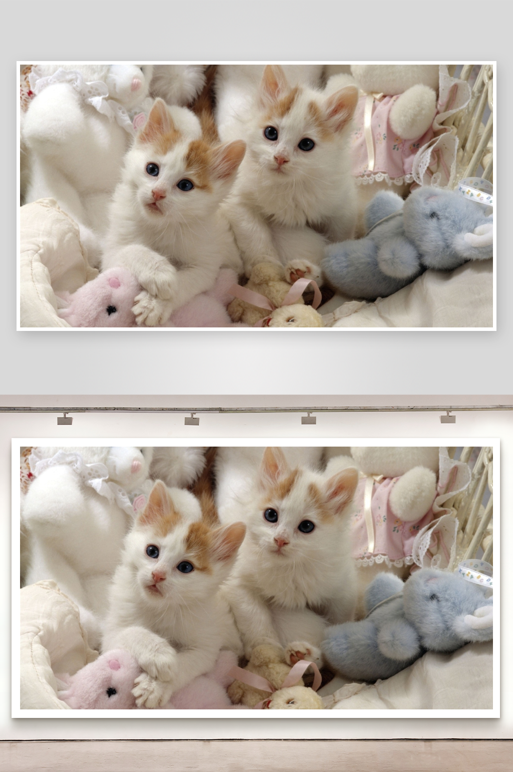 两只小猫与毛绒玩具素材