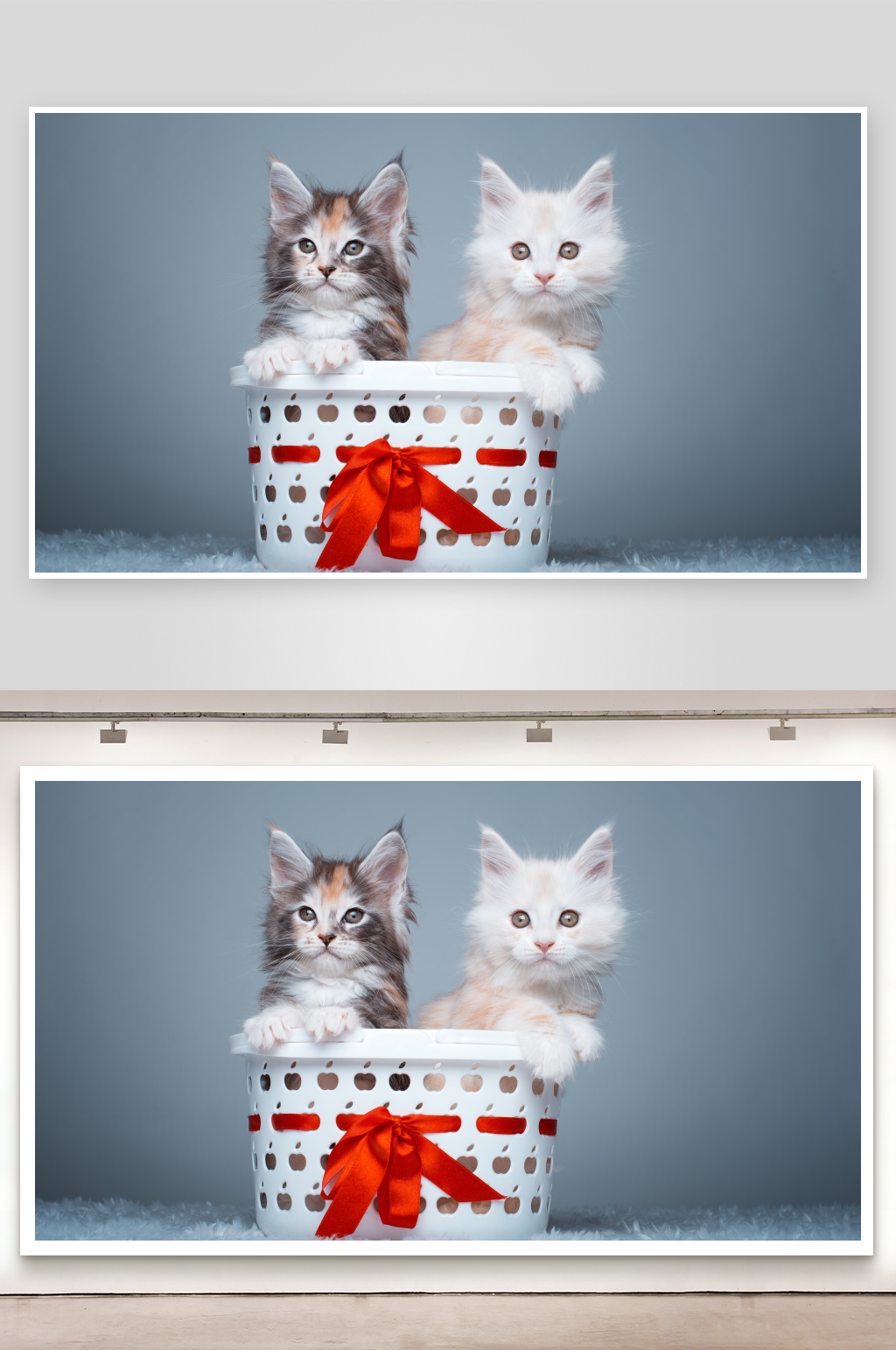 两只小猫在篮子里素材