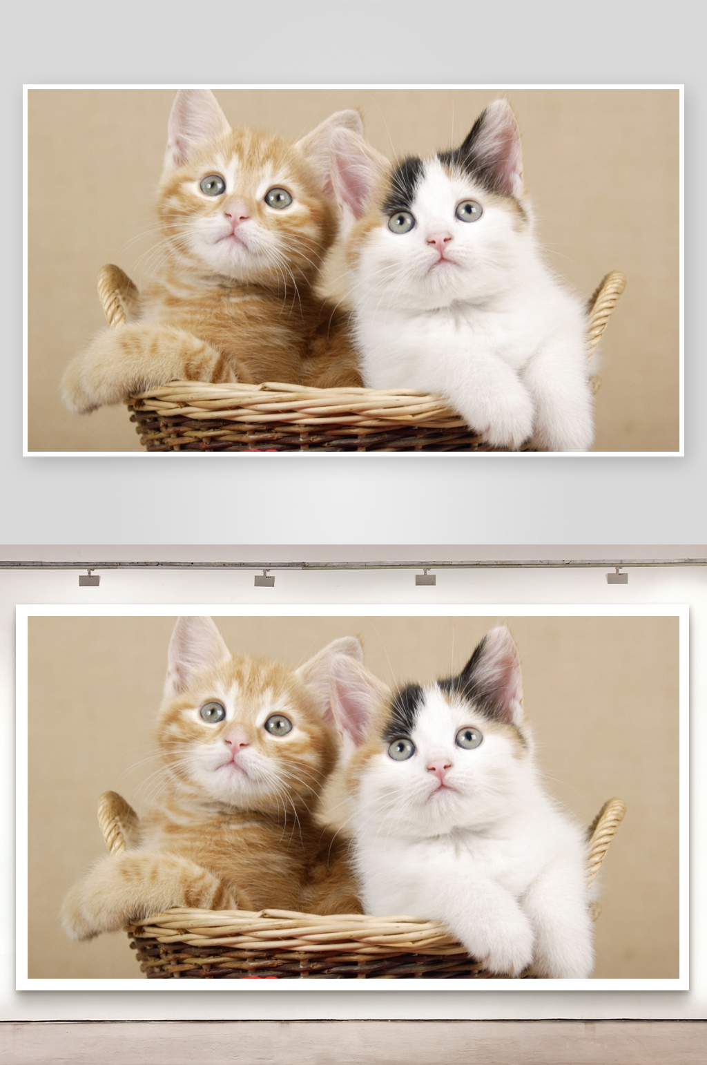两只小猫坐在篮子里素材