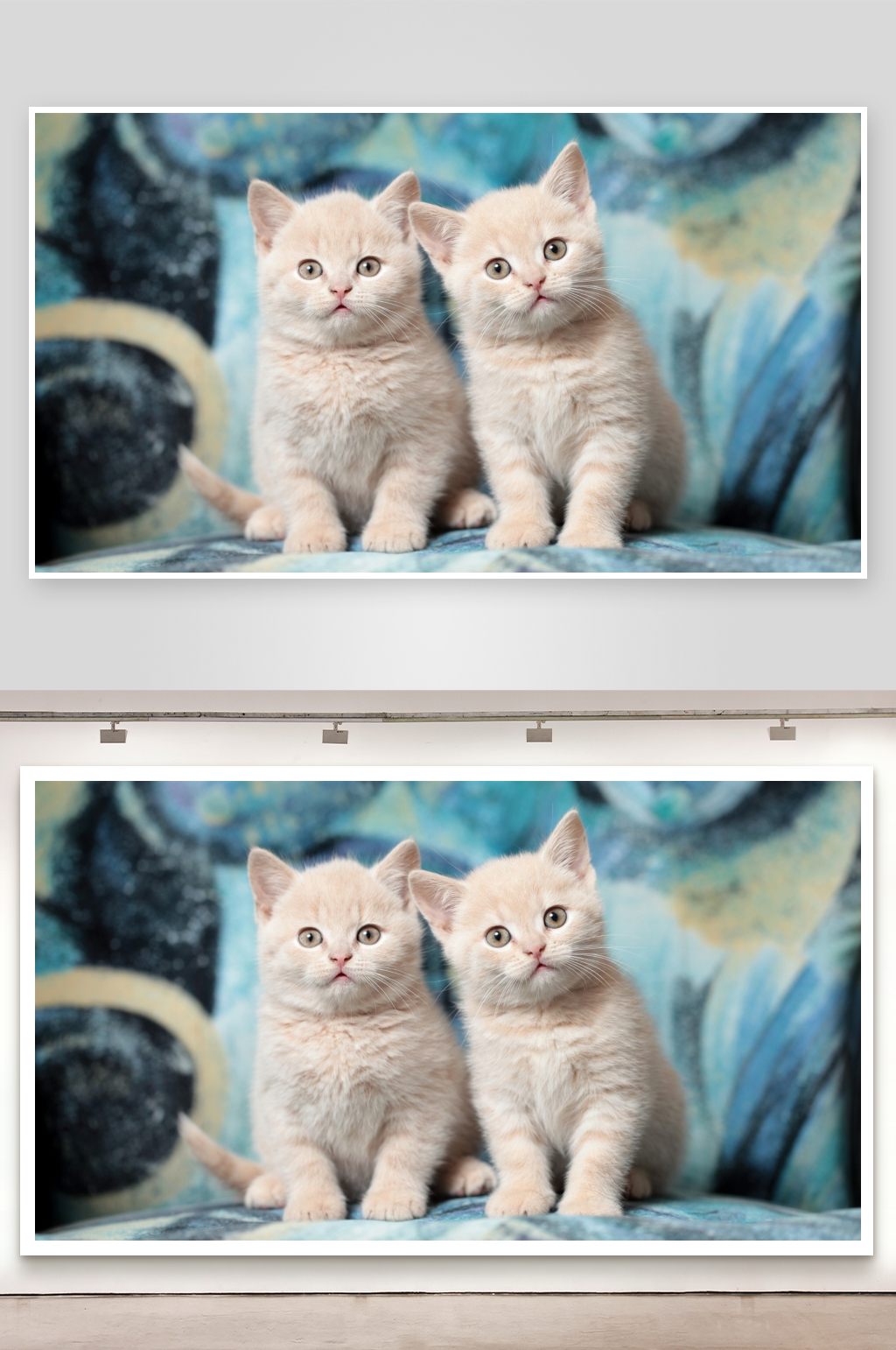 两只浅色小猫并排坐着素材