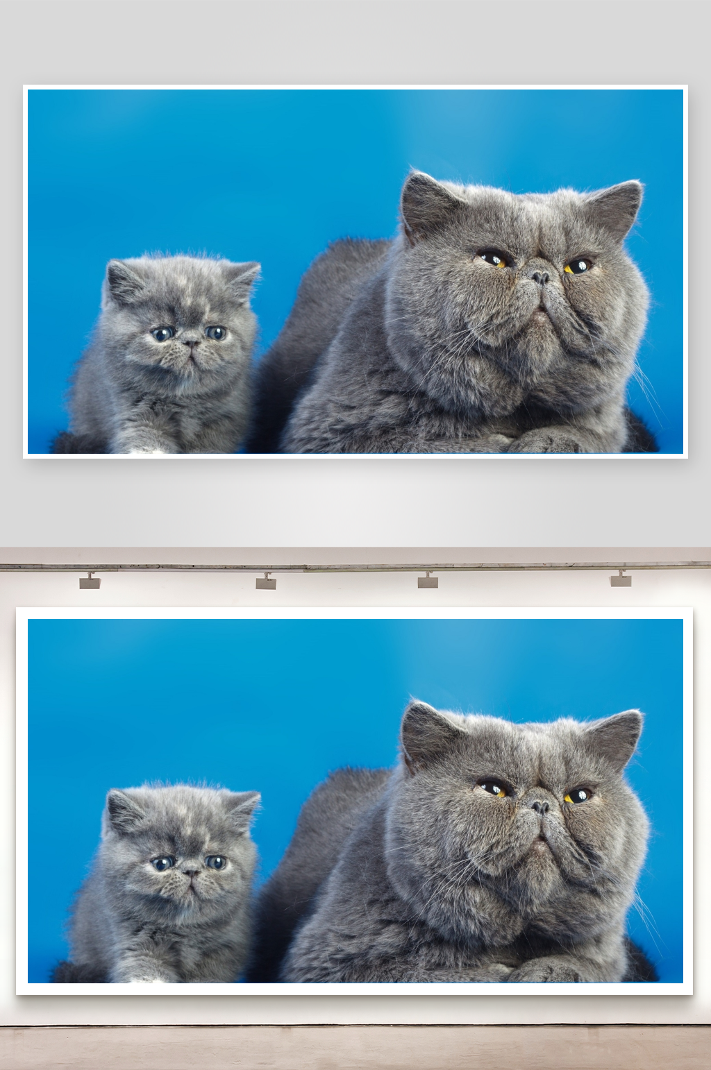 两只灰色波斯猫并排坐着素材