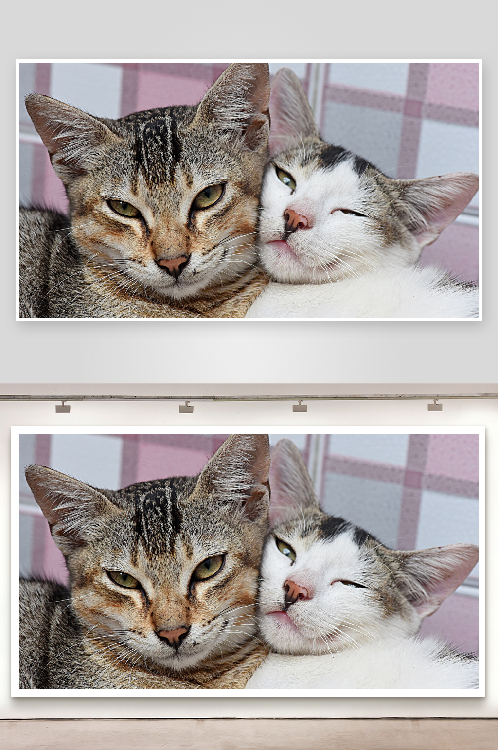 两只猫咪依偎休息素材