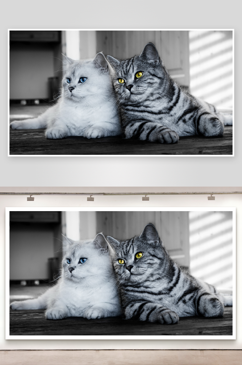 两只猫咪并肩躺卧素材
