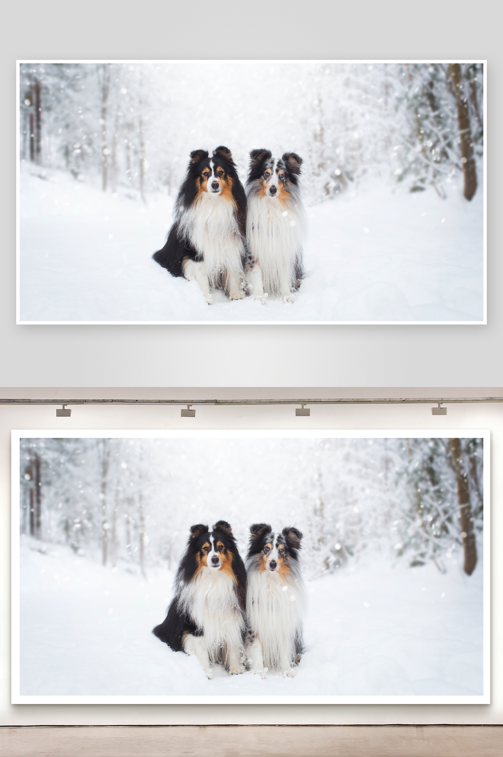 两只雪地中的牧羊犬素材