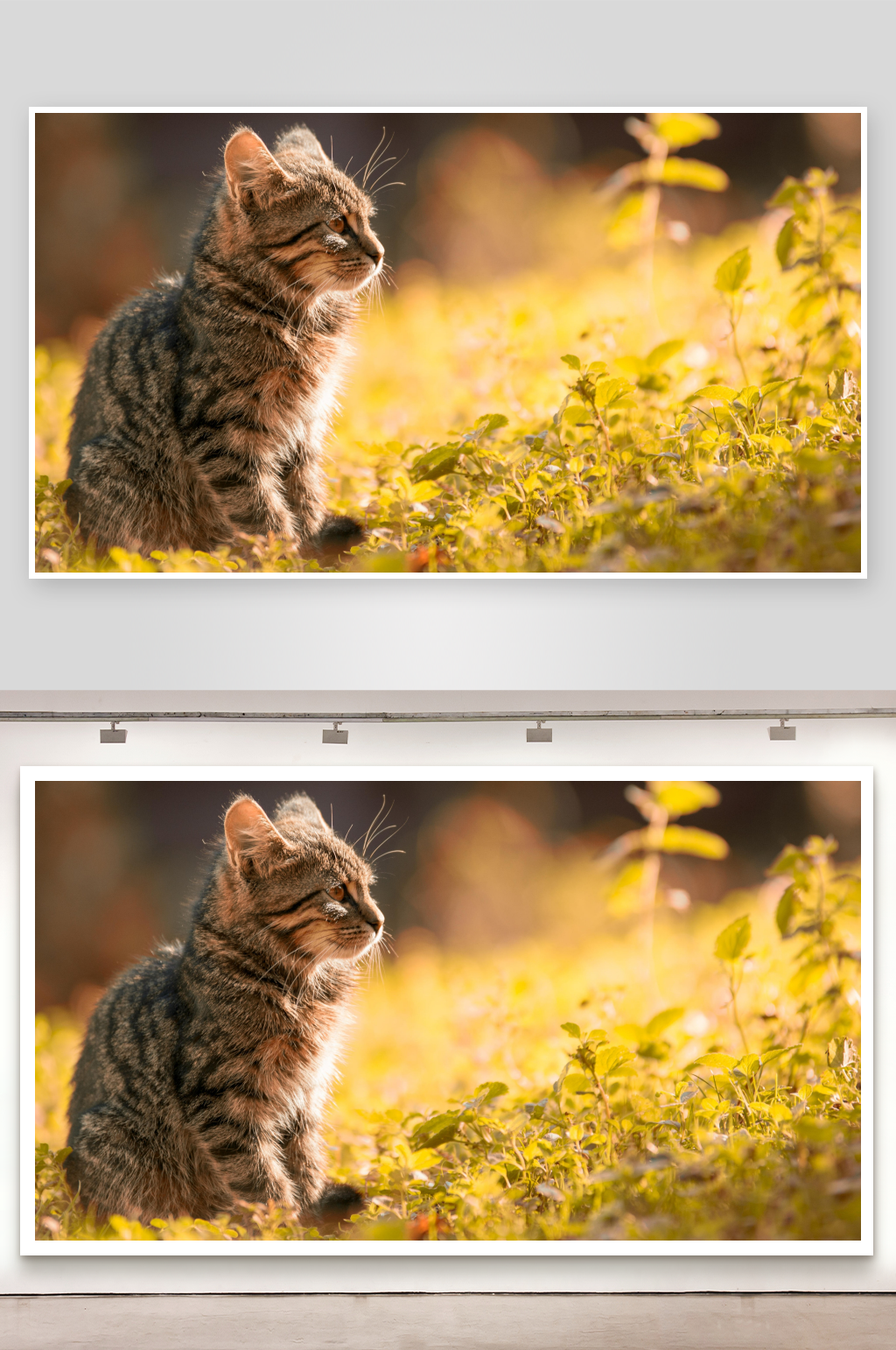 小猫在草地上凝视远方素材