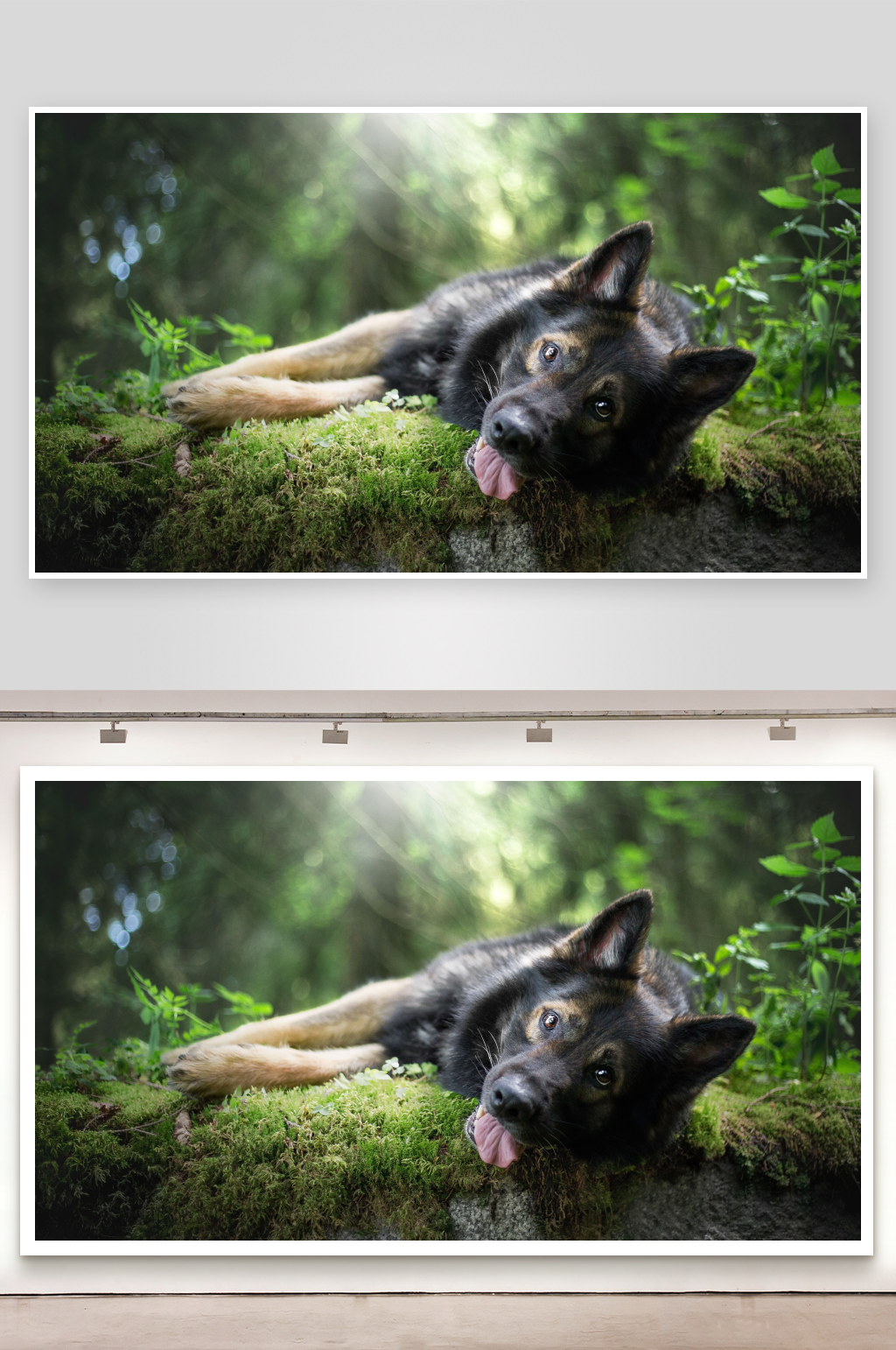 德国牧羊犬在森林中休息素材