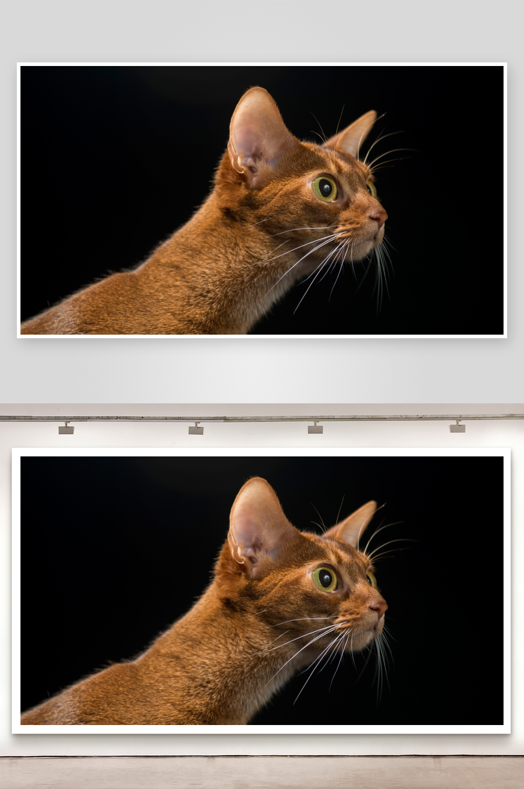 棕色猫咪侧脸特写素材