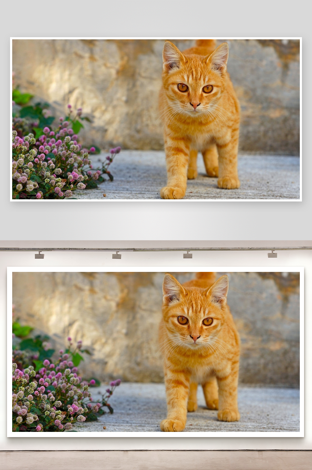 橙色小猫在花旁行走素材