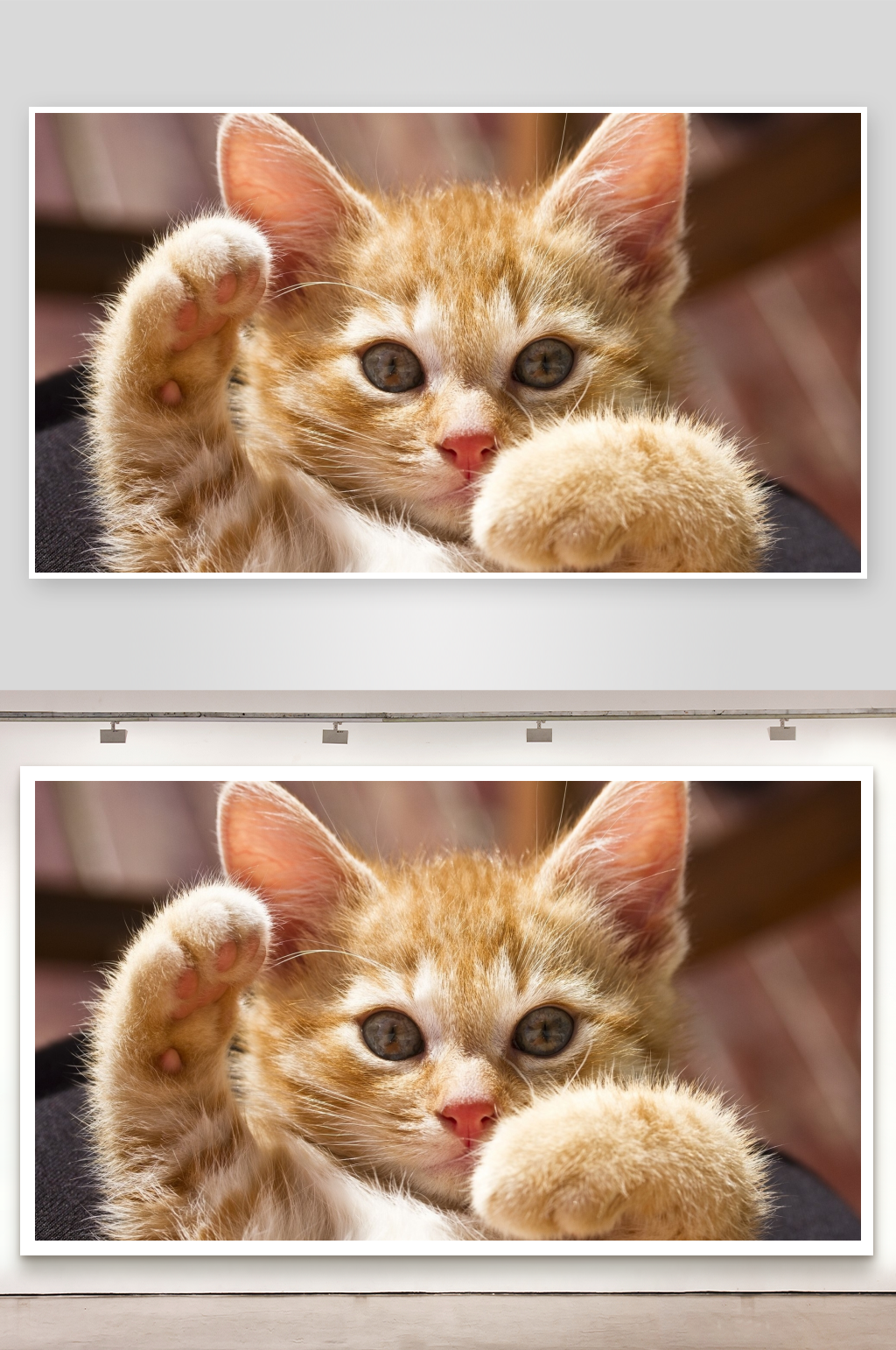 橙色小猫抬起前爪素材