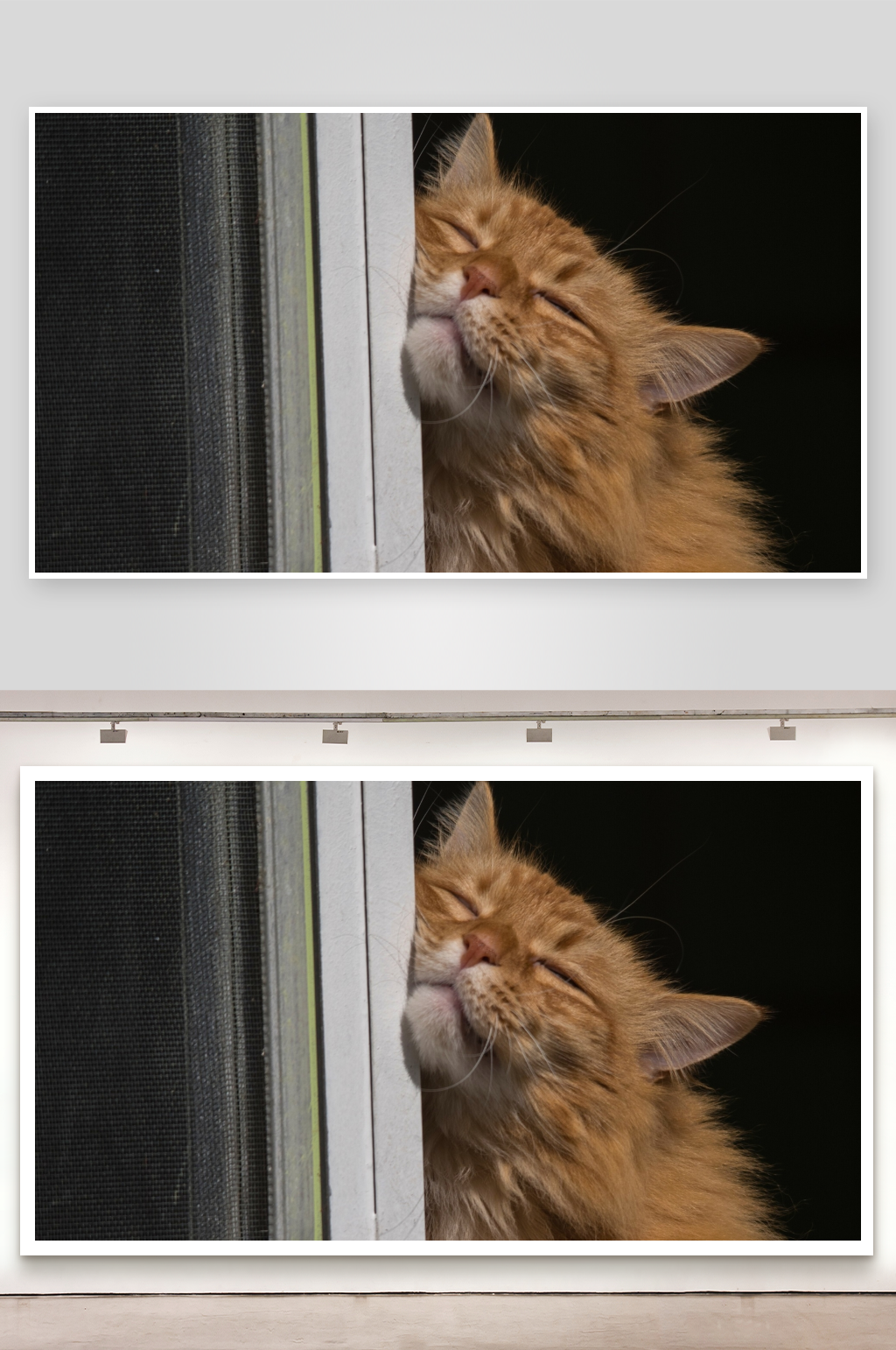 橙色猫咪倚窗闭眼休息素材
