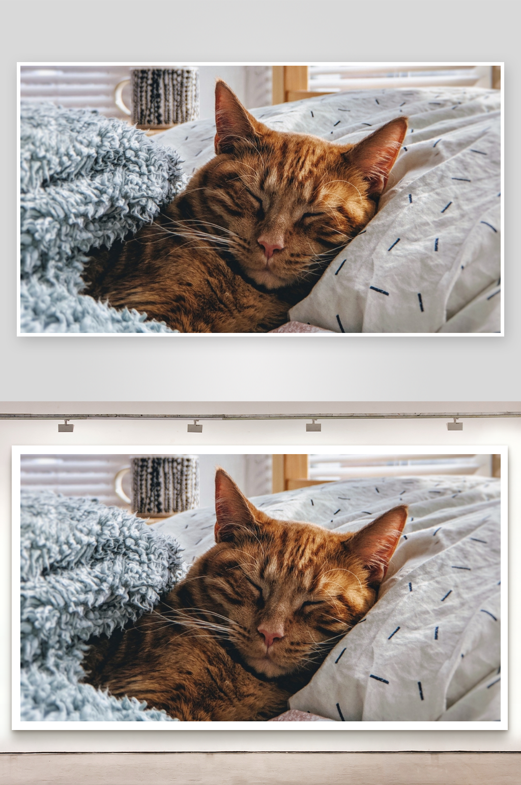 橙色猫咪在床上安睡素材