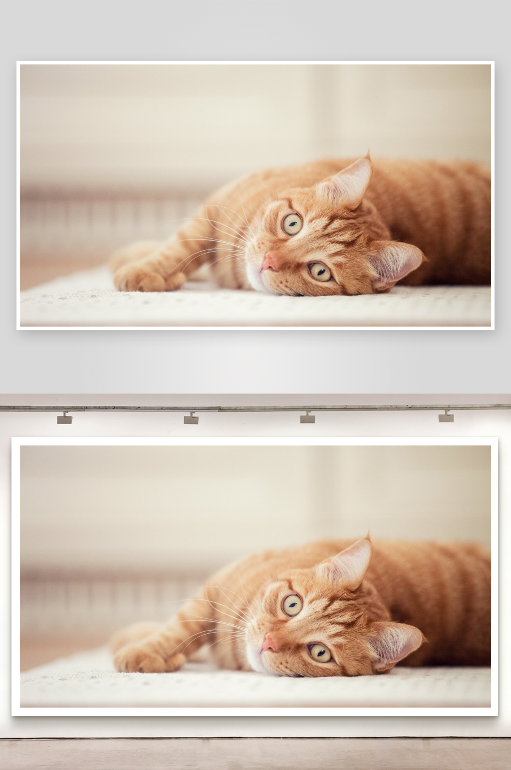 橙色猫咪趴卧休息素材