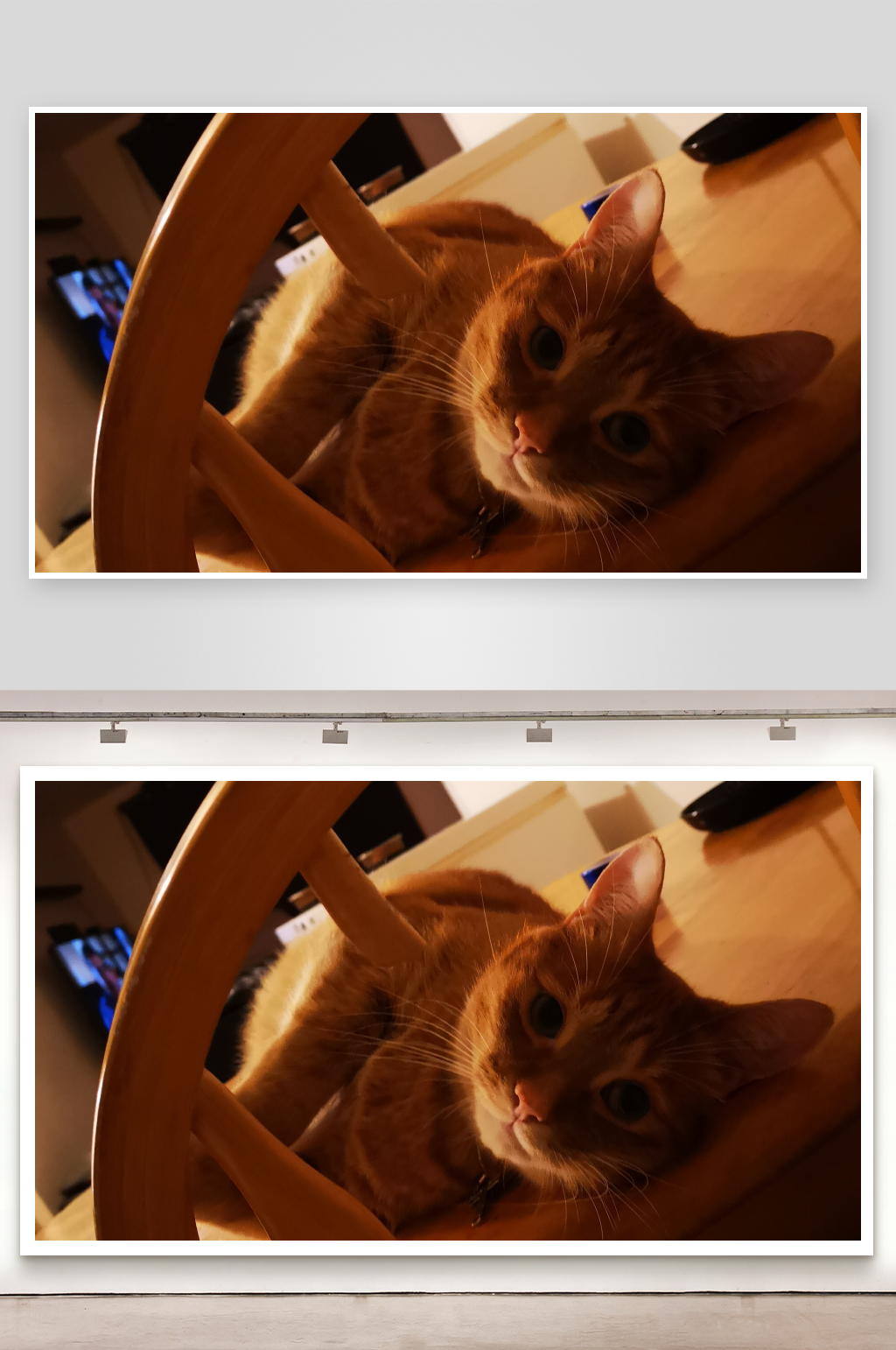 橙色猫咪趴在木椅上素材