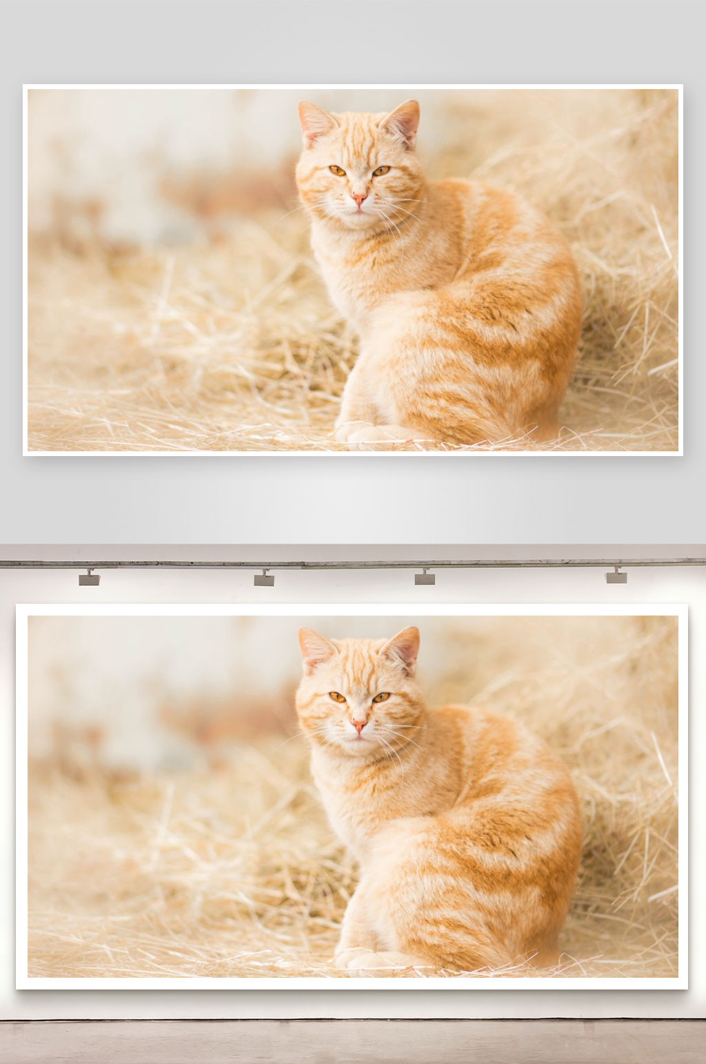 橙色猫咪静卧干草堆素材