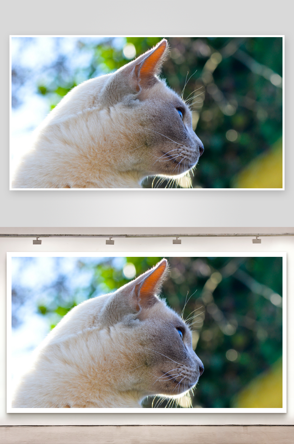 浅色猫咪侧脸特写素材