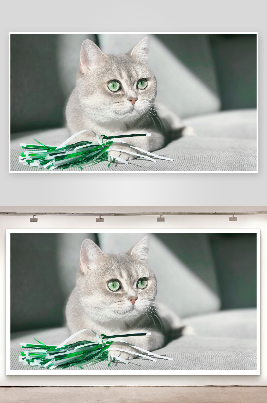 灰猫玩绿色玩具照片摄影素材