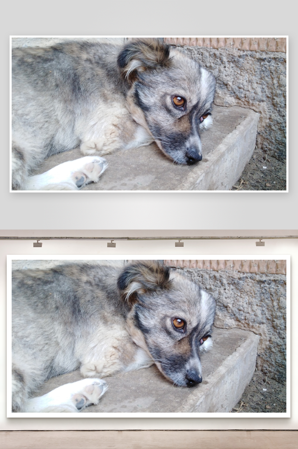 灰白毛犬静卧石台素材